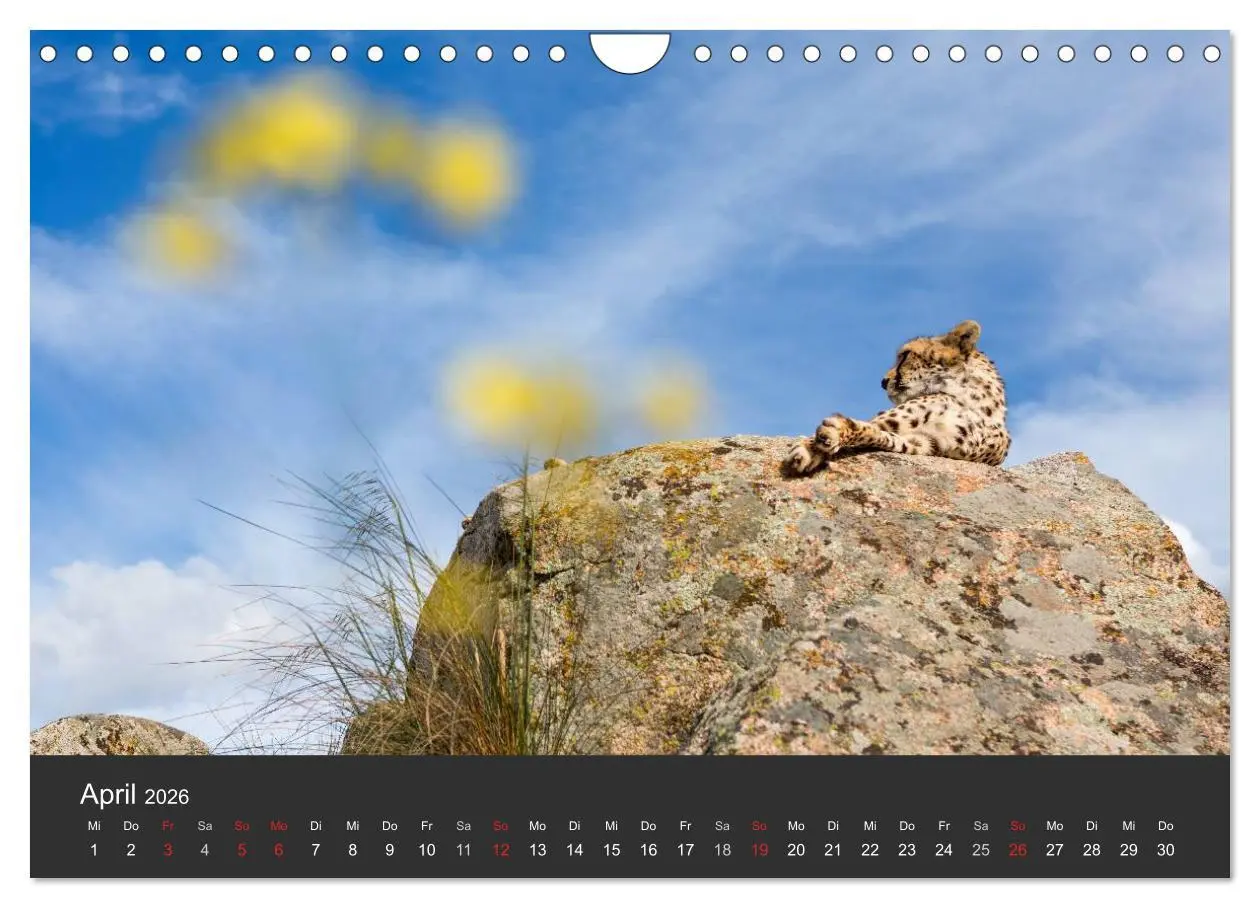 Bild: 9783457947487 | Geparden. Die eleganten Katzen. (Wandkalender 2026 DIN A4 quer),...