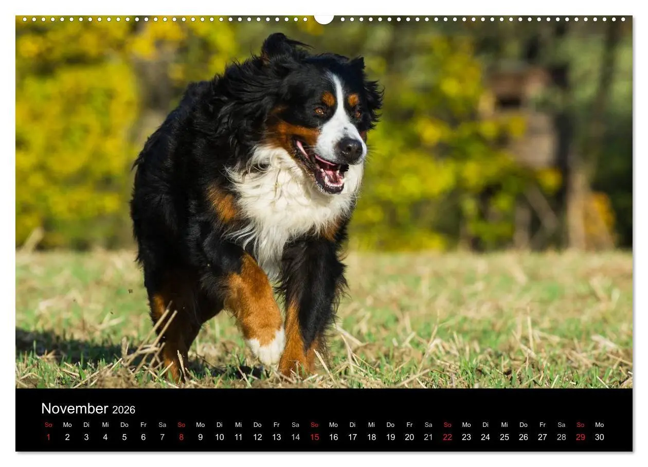 Bild: 9783516107487 | Treuer Freund Berner Sennenhund (Wandkalender 2026 DIN A2 quer),...