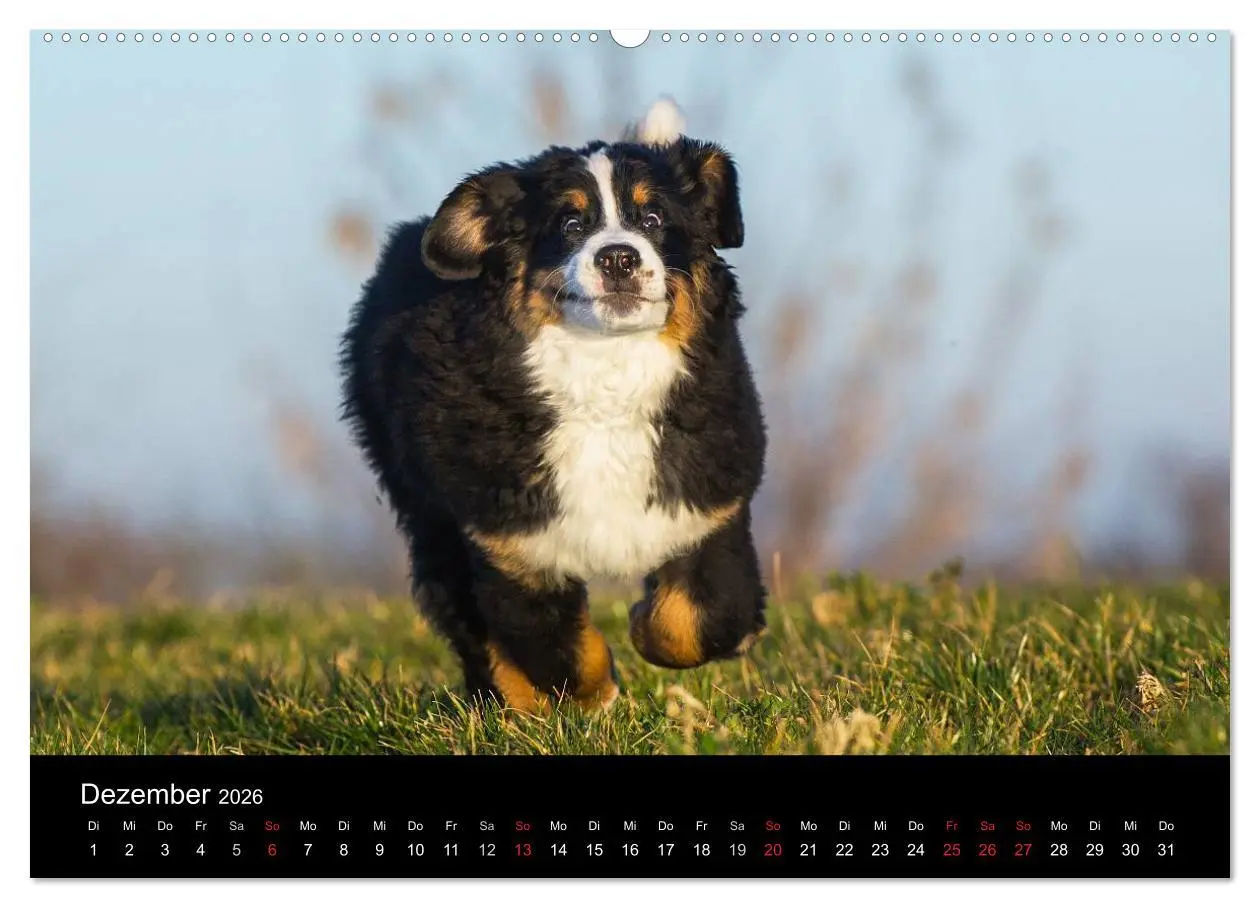 Bild: 9783516107487 | Treuer Freund Berner Sennenhund (Wandkalender 2026 DIN A2 quer),...