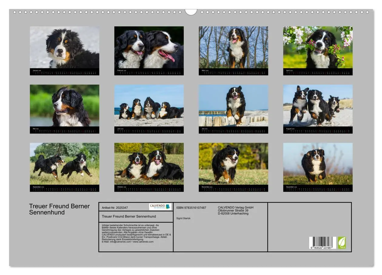 Bild: 9783516107487 | Treuer Freund Berner Sennenhund (Wandkalender 2026 DIN A2 quer),...