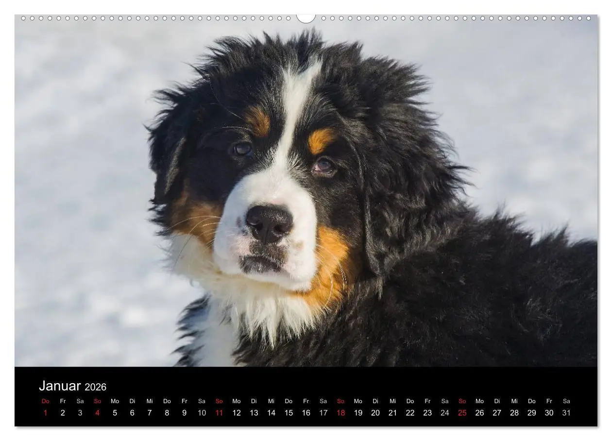 Bild: 9783516107487 | Treuer Freund Berner Sennenhund (Wandkalender 2026 DIN A2 quer),...