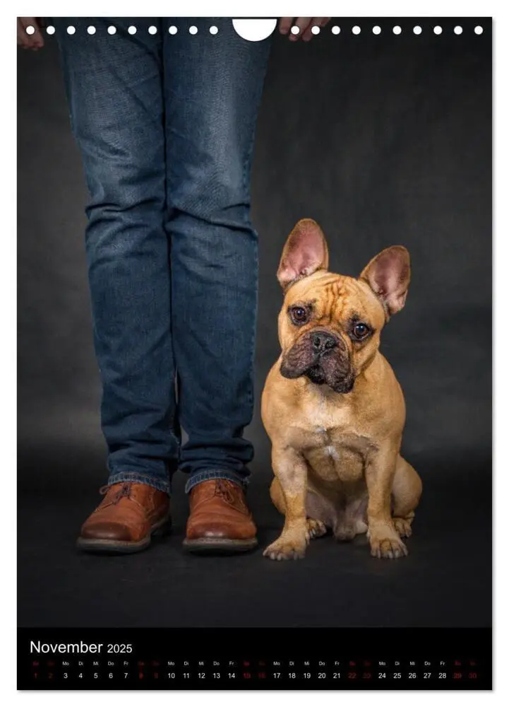 Bild: 9783435917587 | Bullyzauber - Französische Bulldoggen (Wandkalender 2025 DIN A4...
