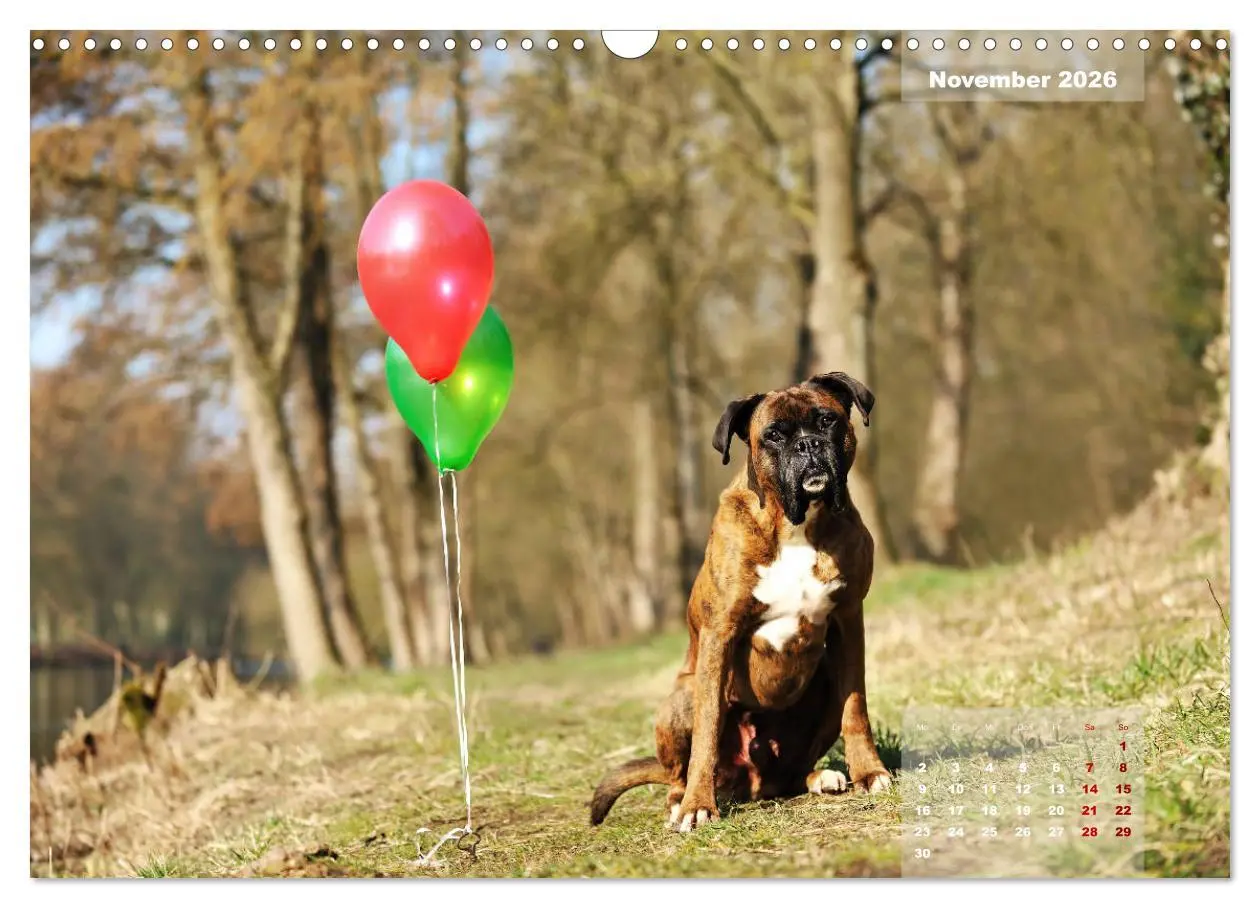 Bild: 9783457937587 | Typisch Boxer (Wandkalender 2026 DIN A3 quer), CALVENDO Monatskalender