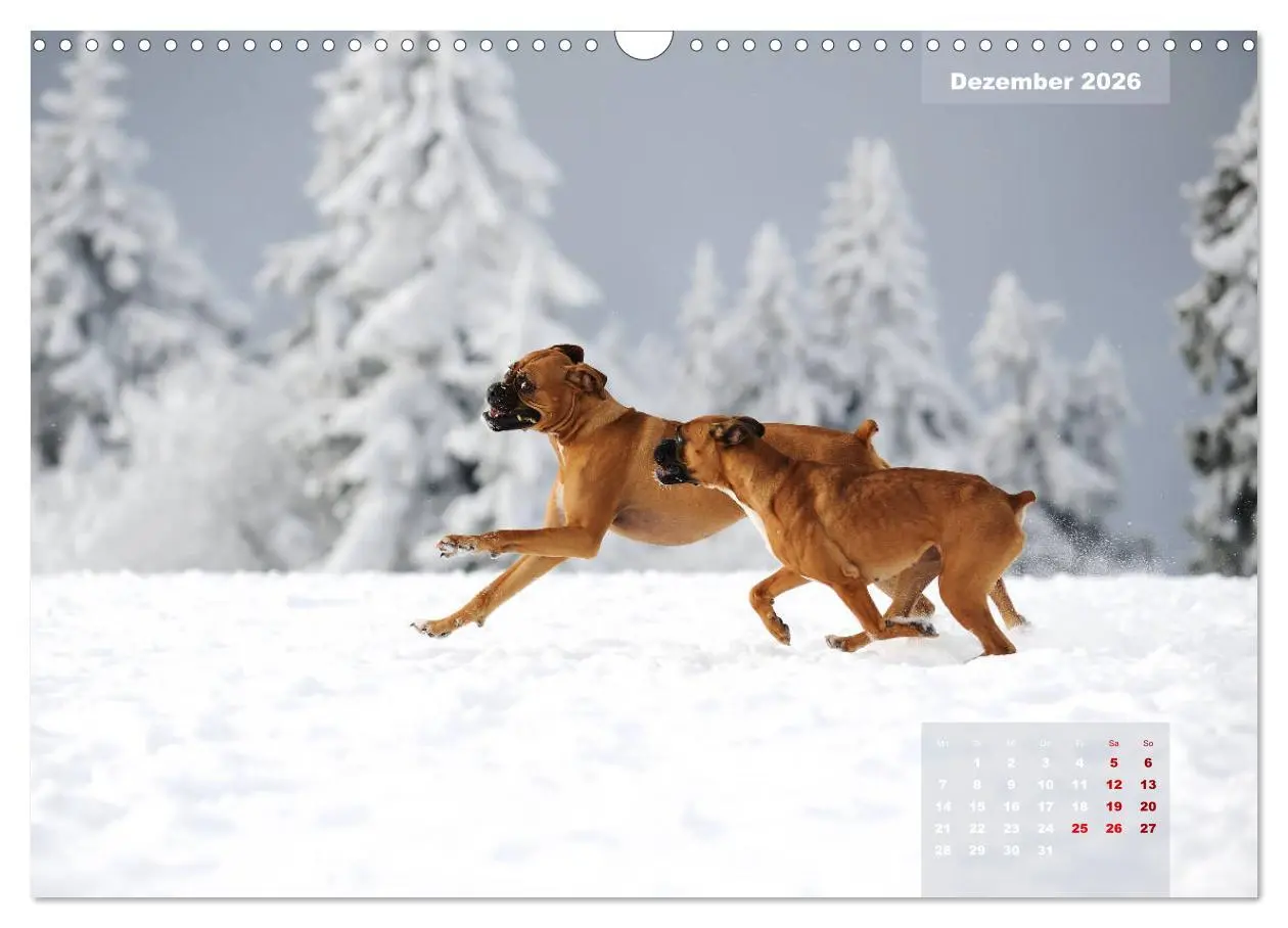 Bild: 9783457937587 | Typisch Boxer (Wandkalender 2026 DIN A3 quer), CALVENDO Monatskalender