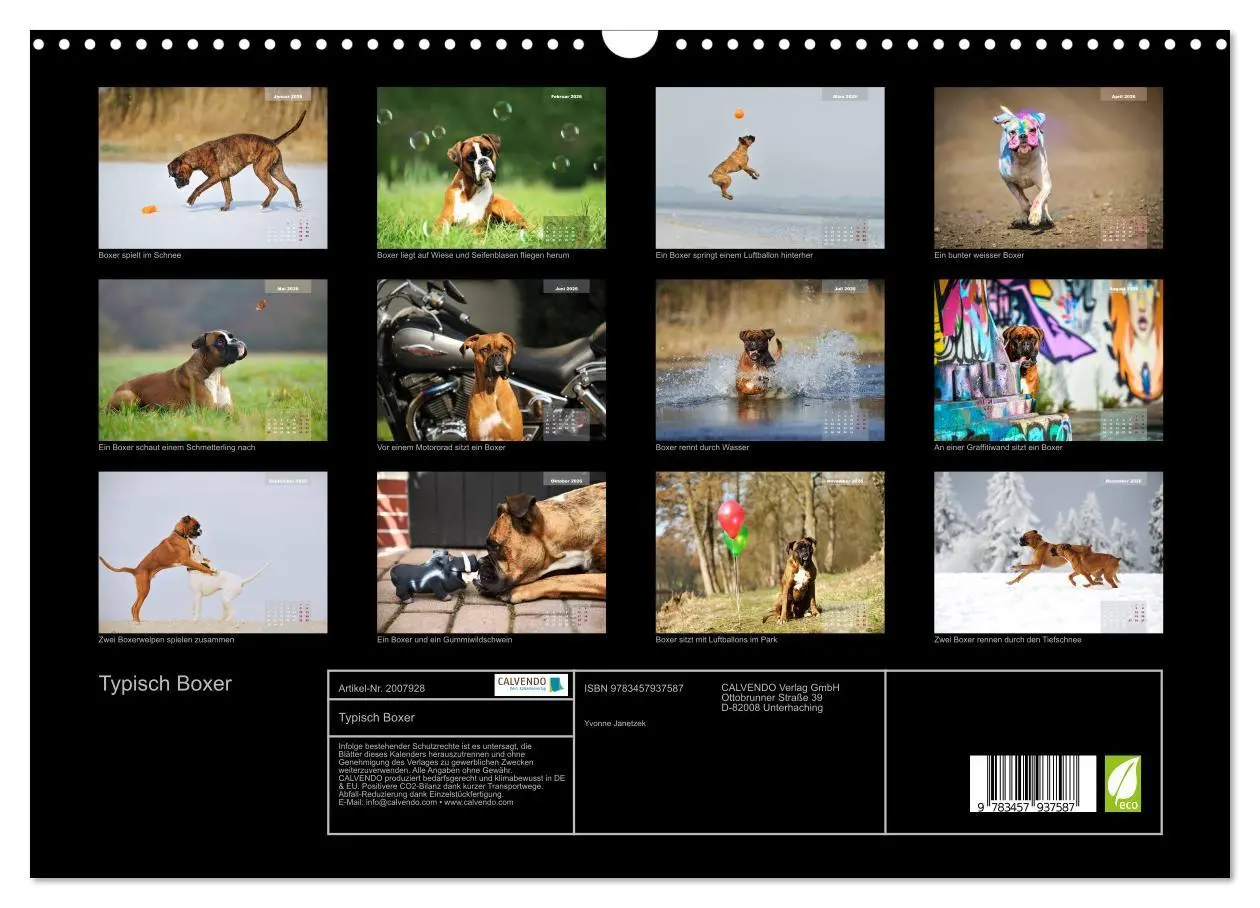 Bild: 9783457937587 | Typisch Boxer (Wandkalender 2026 DIN A3 quer), CALVENDO Monatskalender