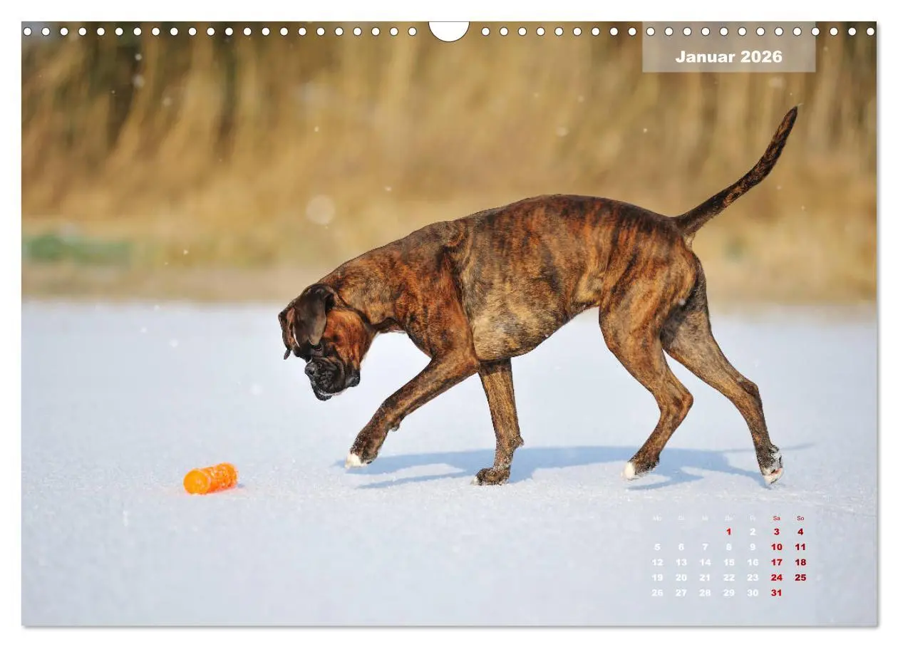 Bild: 9783457937587 | Typisch Boxer (Wandkalender 2026 DIN A3 quer), CALVENDO Monatskalender