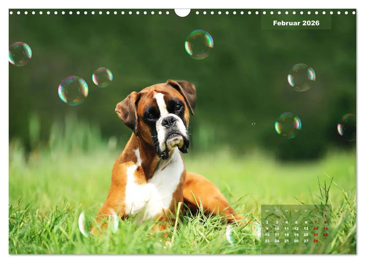 Bild: 9783457937587 | Typisch Boxer (Wandkalender 2026 DIN A3 quer), CALVENDO Monatskalender