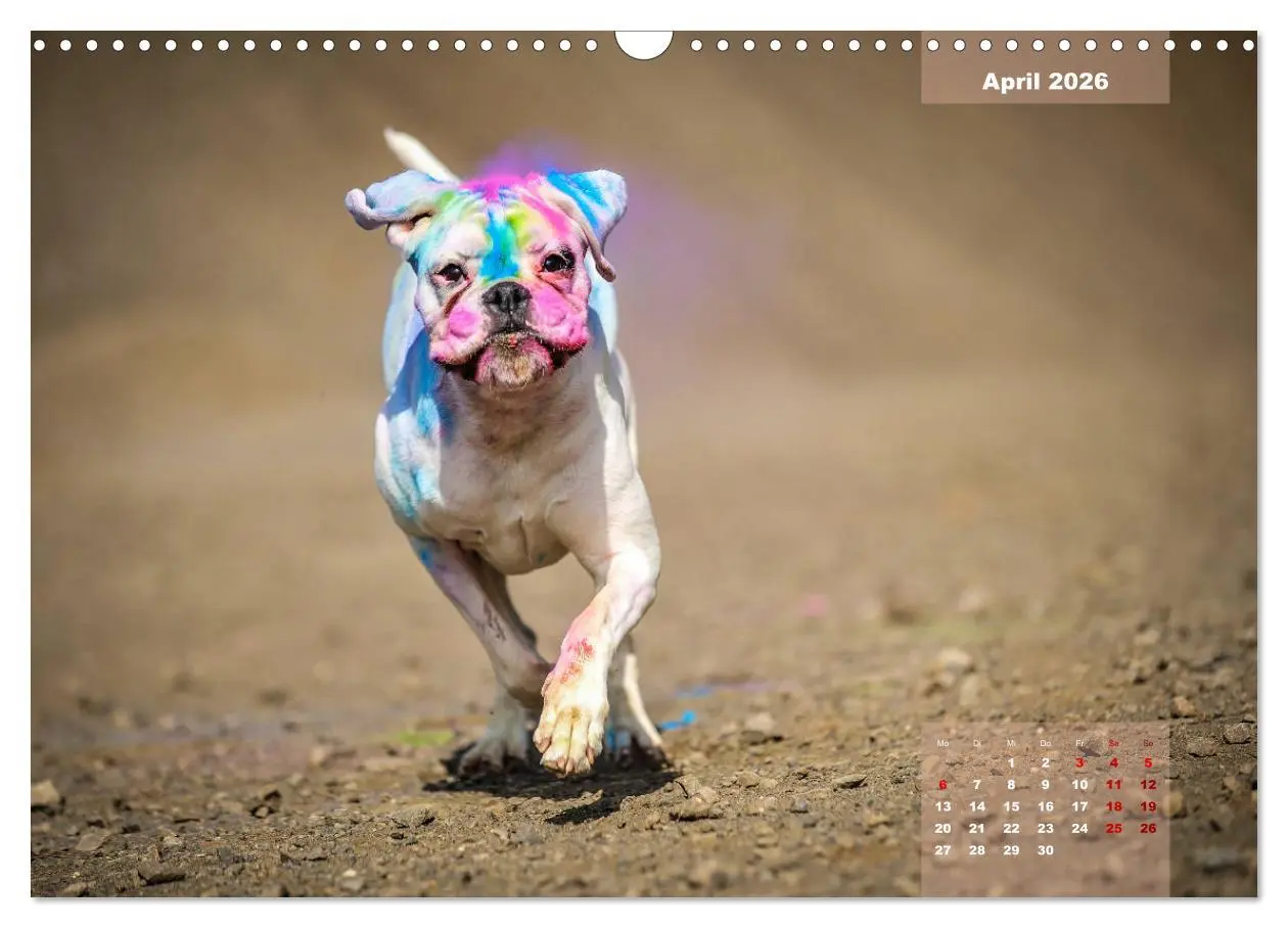 Bild: 9783457937587 | Typisch Boxer (Wandkalender 2026 DIN A3 quer), CALVENDO Monatskalender