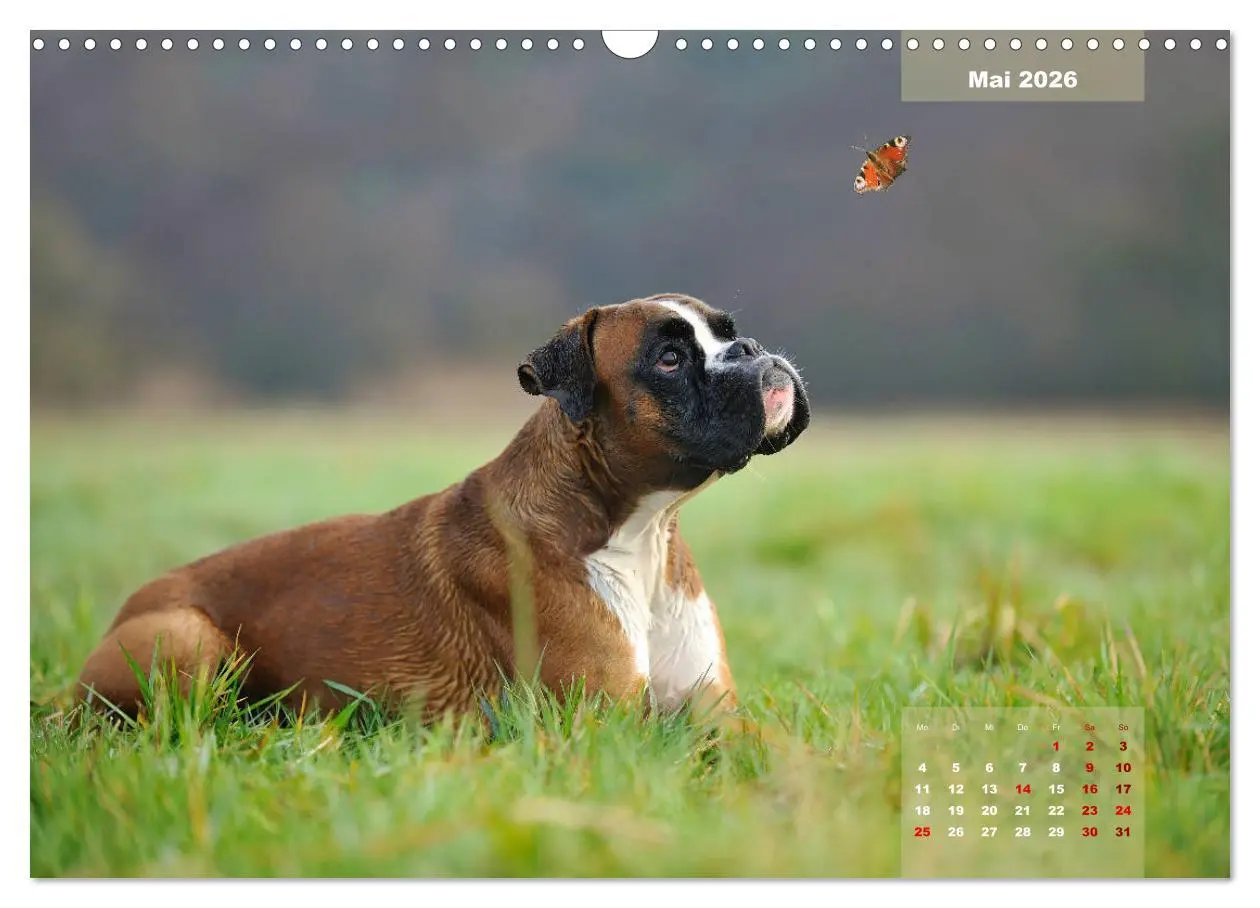 Bild: 9783457937587 | Typisch Boxer (Wandkalender 2026 DIN A3 quer), CALVENDO Monatskalender
