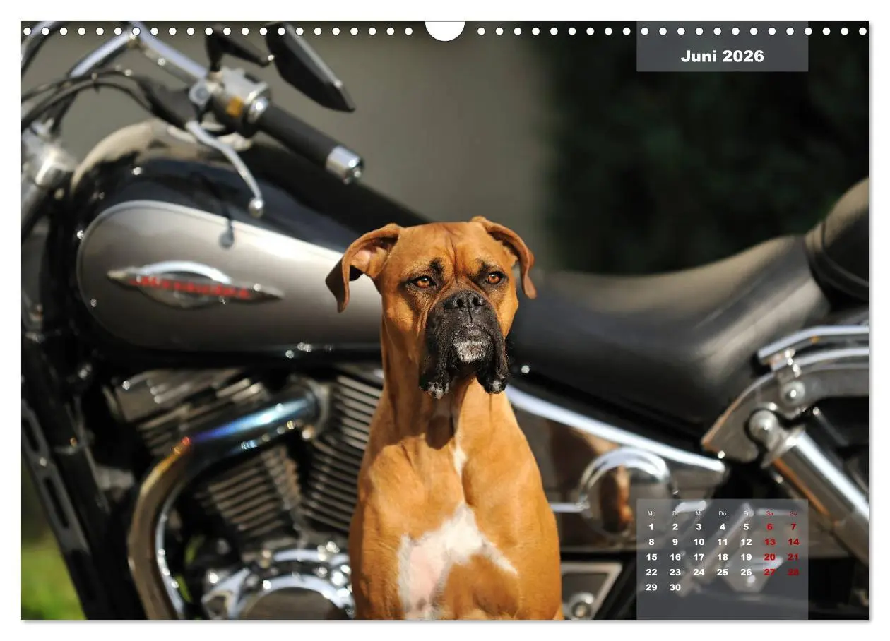 Bild: 9783457937587 | Typisch Boxer (Wandkalender 2026 DIN A3 quer), CALVENDO Monatskalender