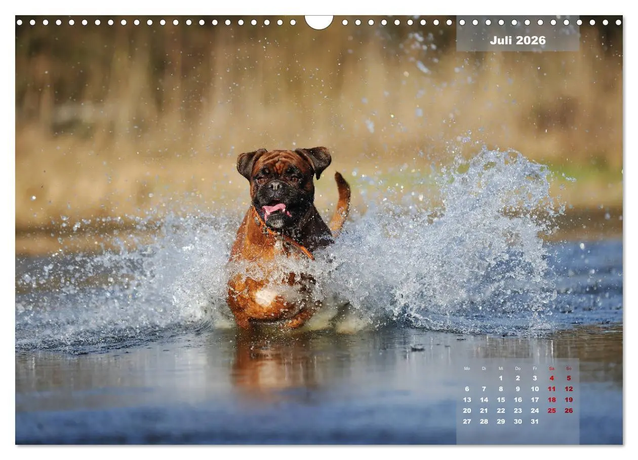 Bild: 9783457937587 | Typisch Boxer (Wandkalender 2026 DIN A3 quer), CALVENDO Monatskalender