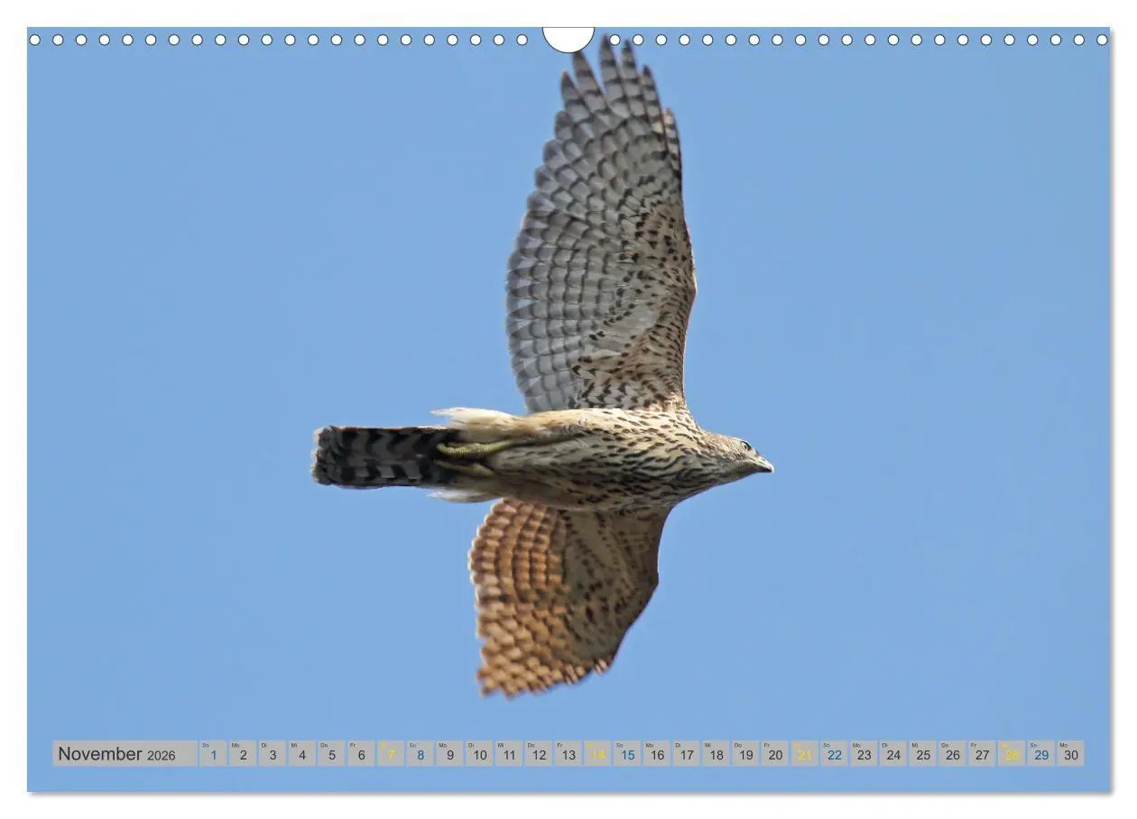 Bild: 9783457477687 | Habicht - aus dem Leben eines imposanten Greifvogels (Wandkalender...
