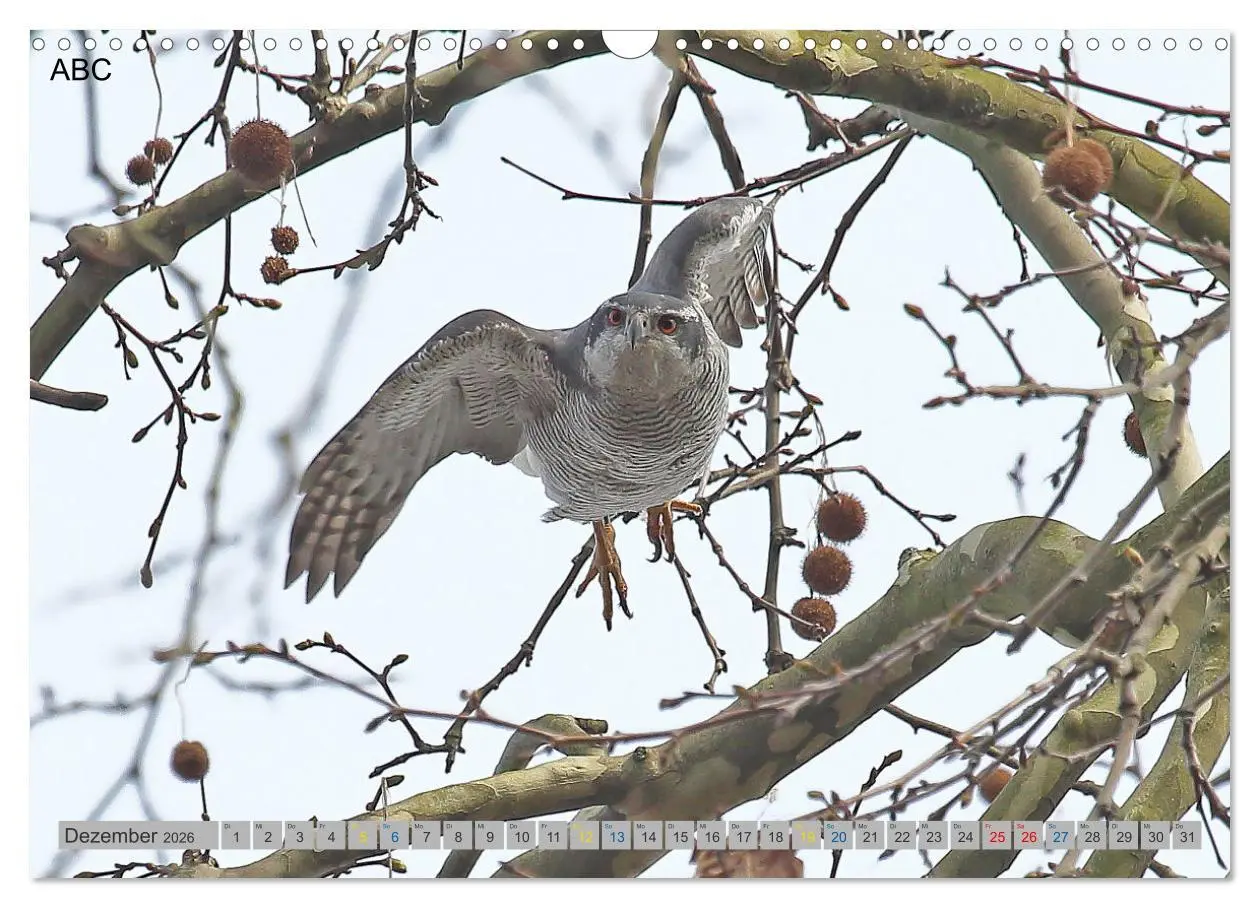 Bild: 9783457477687 | Habicht - aus dem Leben eines imposanten Greifvogels (Wandkalender...