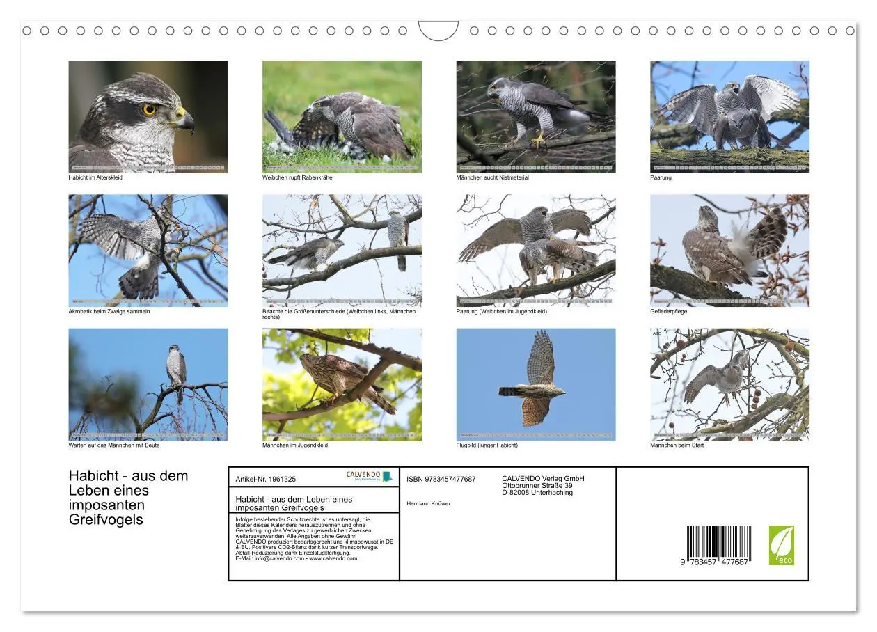 Bild: 9783457477687 | Habicht - aus dem Leben eines imposanten Greifvogels (Wandkalender...