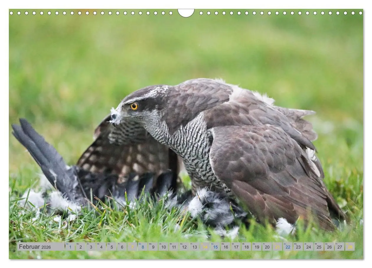Bild: 9783457477687 | Habicht - aus dem Leben eines imposanten Greifvogels (Wandkalender...