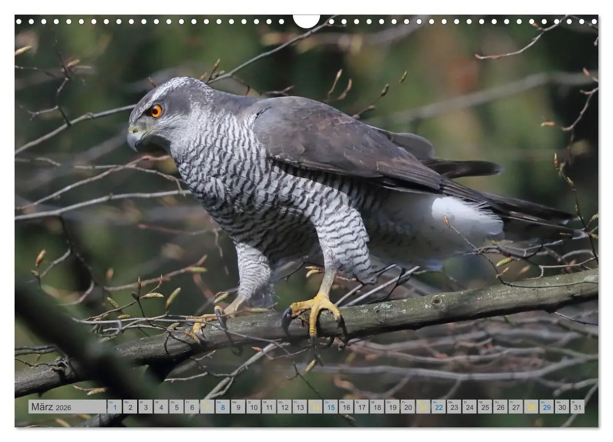 Bild: 9783457477687 | Habicht - aus dem Leben eines imposanten Greifvogels (Wandkalender...
