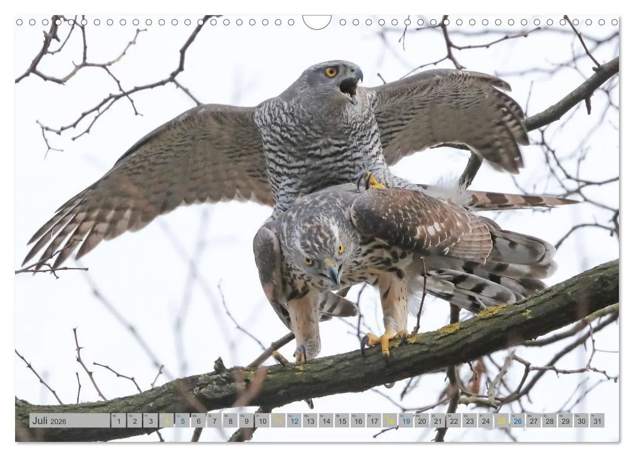 Bild: 9783457477687 | Habicht - aus dem Leben eines imposanten Greifvogels (Wandkalender...