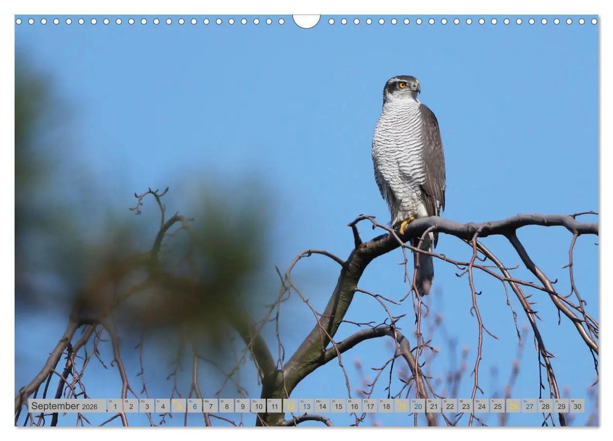 Bild: 9783457477687 | Habicht - aus dem Leben eines imposanten Greifvogels (Wandkalender...