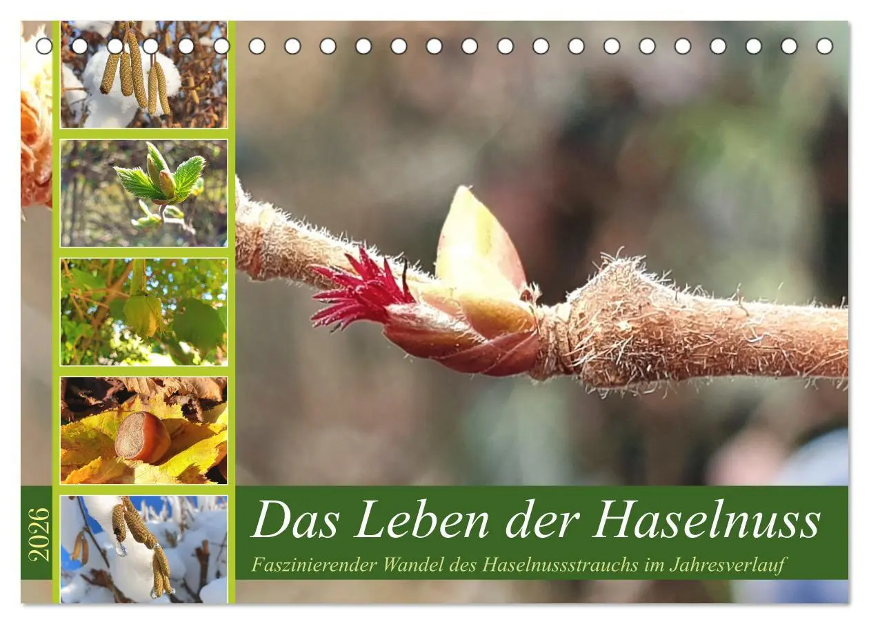 Cover: 9783457537787 | Das Leben der Haselnuss (Tischkalender 2026 DIN A5 quer), CALVENDO...