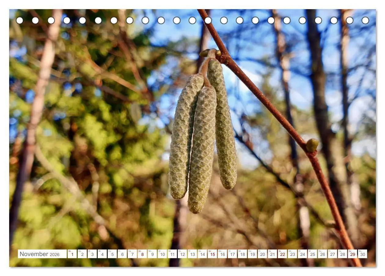 Bild: 9783457537787 | Das Leben der Haselnuss (Tischkalender 2026 DIN A5 quer), CALVENDO...