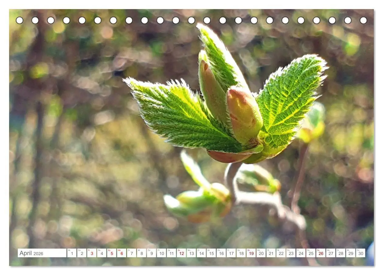 Bild: 9783457537787 | Das Leben der Haselnuss (Tischkalender 2026 DIN A5 quer), CALVENDO...
