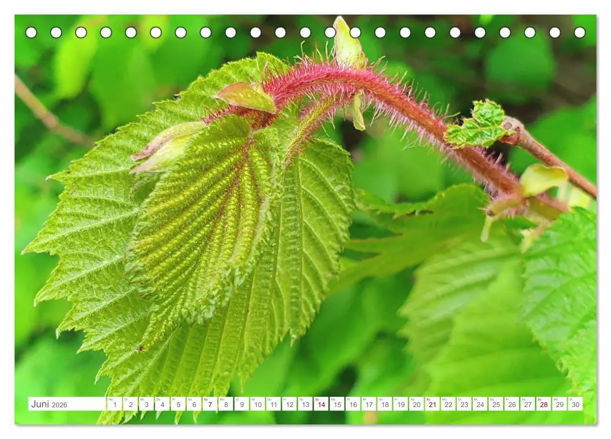 Bild: 9783457537787 | Das Leben der Haselnuss (Tischkalender 2026 DIN A5 quer), CALVENDO...