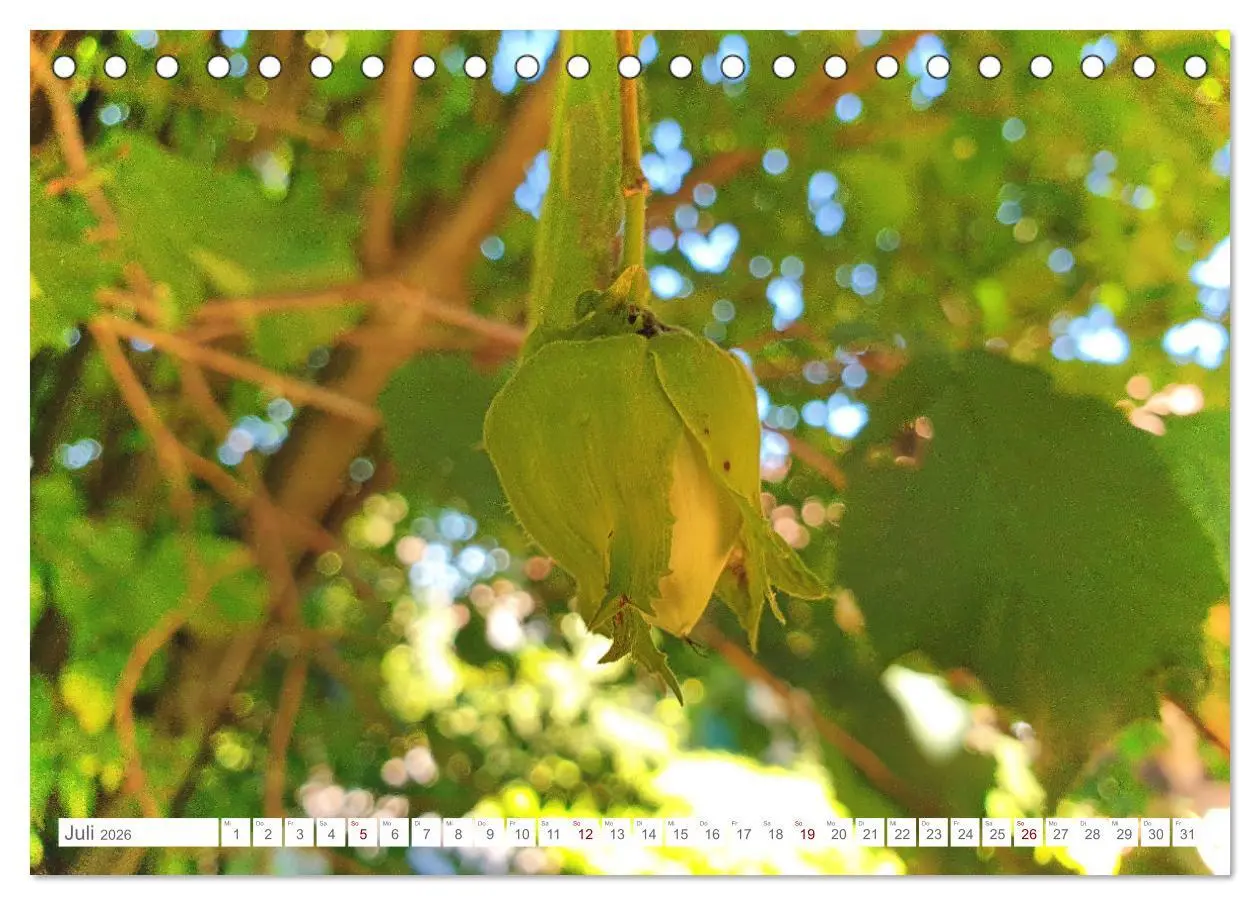 Bild: 9783457537787 | Das Leben der Haselnuss (Tischkalender 2026 DIN A5 quer), CALVENDO...