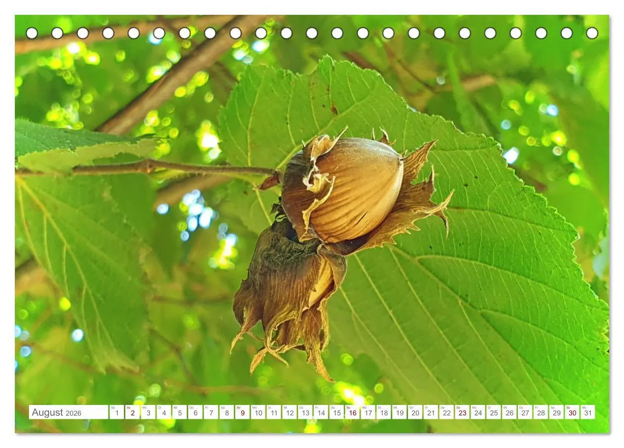 Bild: 9783457537787 | Das Leben der Haselnuss (Tischkalender 2026 DIN A5 quer), CALVENDO...