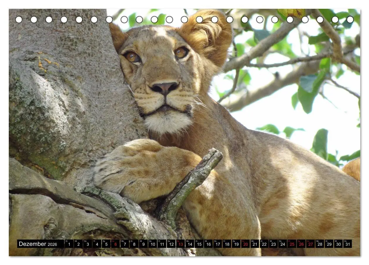 Bild: 9783457917787 | Afrikas Perle Uganda (Tischkalender 2026 DIN A5 quer), CALVENDO...