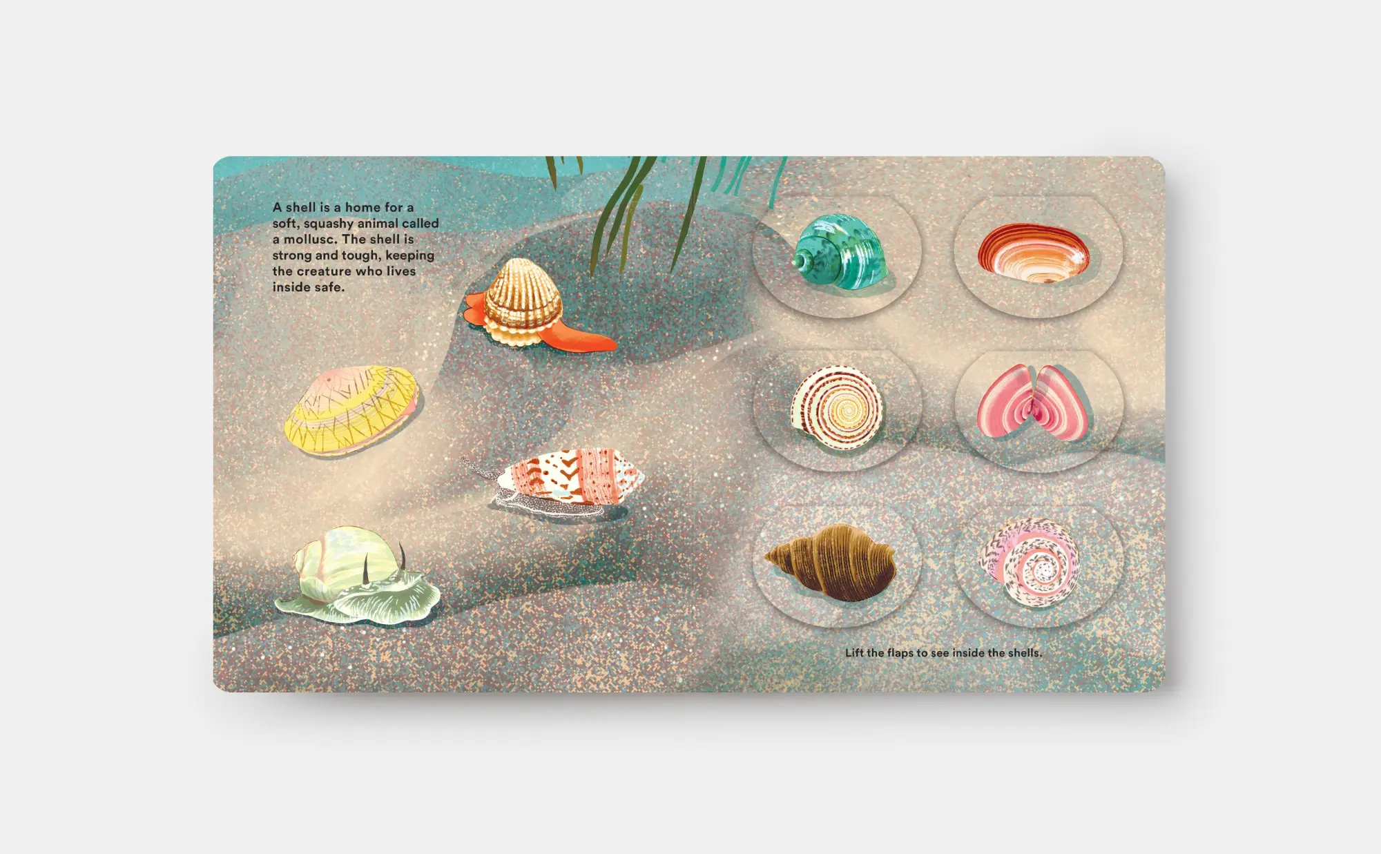 Bild: 9781838667887 | Shells... and What They Hide Inside | A Lift-The-Flap Adventure | Buch