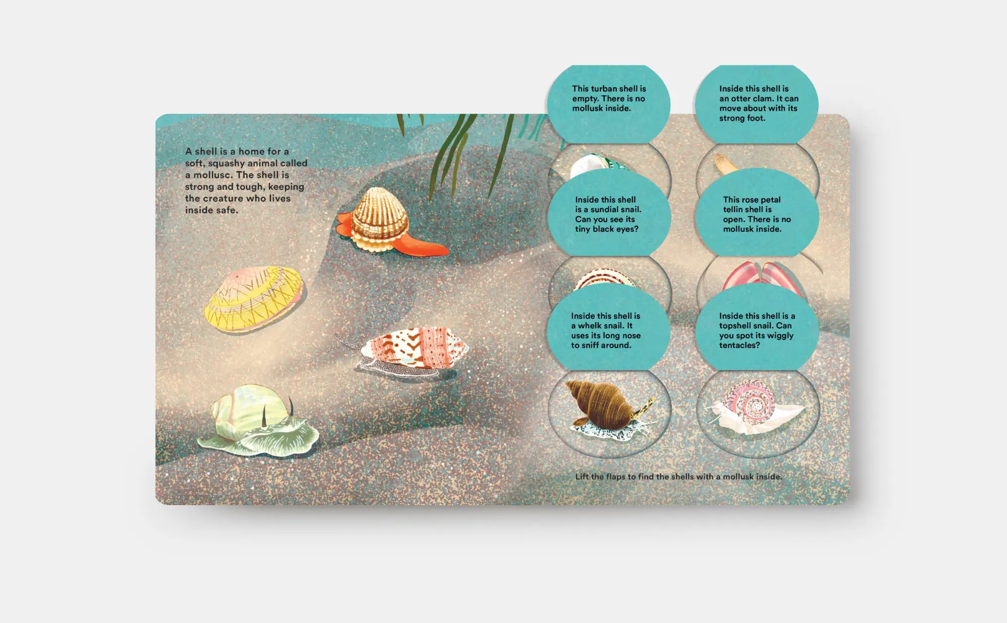 Bild: 9781838667887 | Shells... and What They Hide Inside | A Lift-The-Flap Adventure | Buch