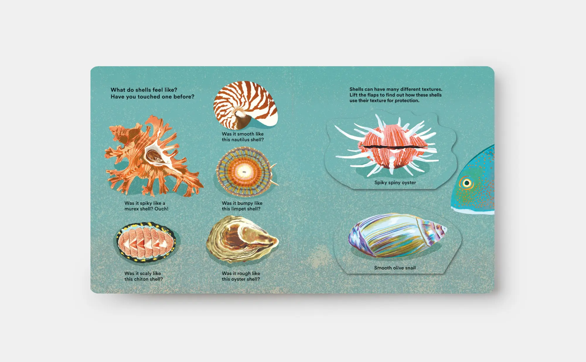 Bild: 9781838667887 | Shells... and What They Hide Inside | A Lift-The-Flap Adventure | Buch