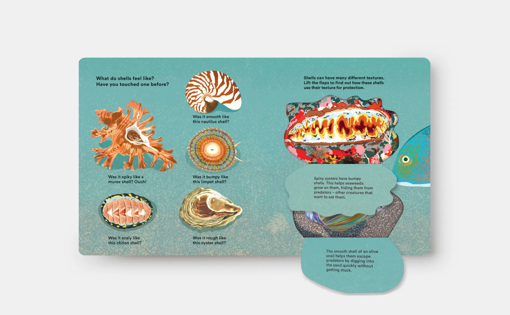 Bild: 9781838667887 | Shells... and What They Hide Inside | A Lift-The-Flap Adventure | Buch