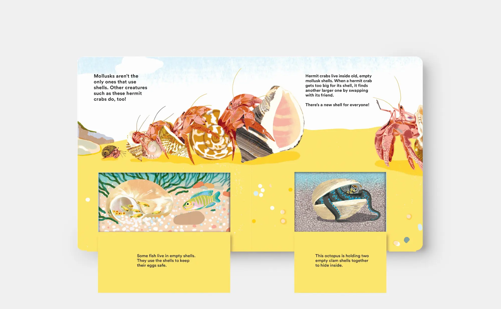 Bild: 9781838667887 | Shells... and What They Hide Inside | A Lift-The-Flap Adventure | Buch