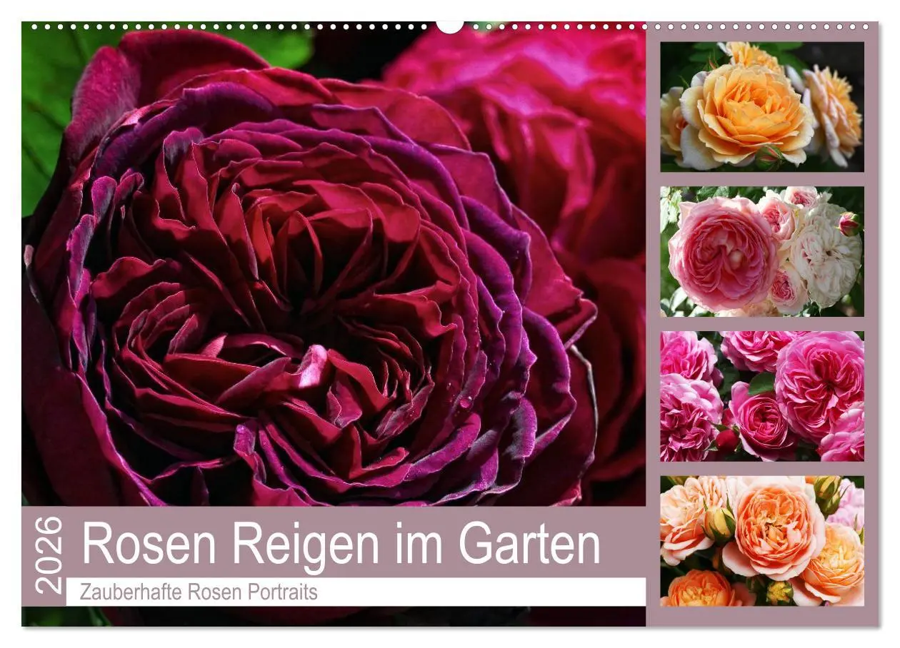 Cover: 9783457907887 | Rosen Reigen im Garten (Wandkalender 2026 DIN A2 quer), CALVENDO...