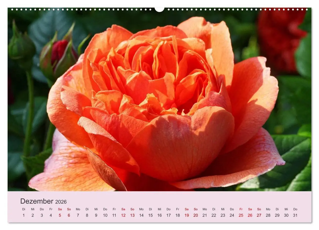 Bild: 9783457907887 | Rosen Reigen im Garten (Wandkalender 2026 DIN A2 quer), CALVENDO...