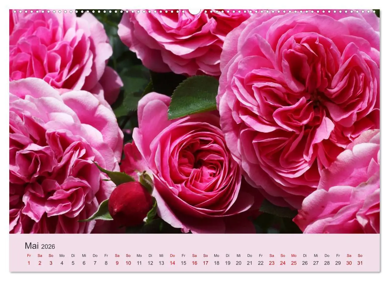 Bild: 9783457907887 | Rosen Reigen im Garten (Wandkalender 2026 DIN A2 quer), CALVENDO...