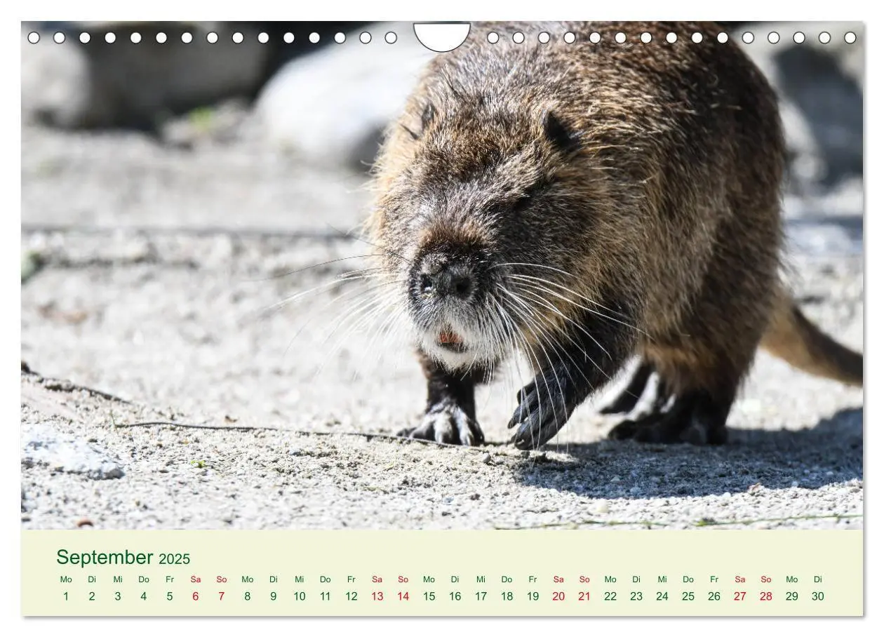 Bild: 9783435117987 | NUTRIAS - Pelzige Gesellen (Wandkalender 2025 DIN A4 quer),...
