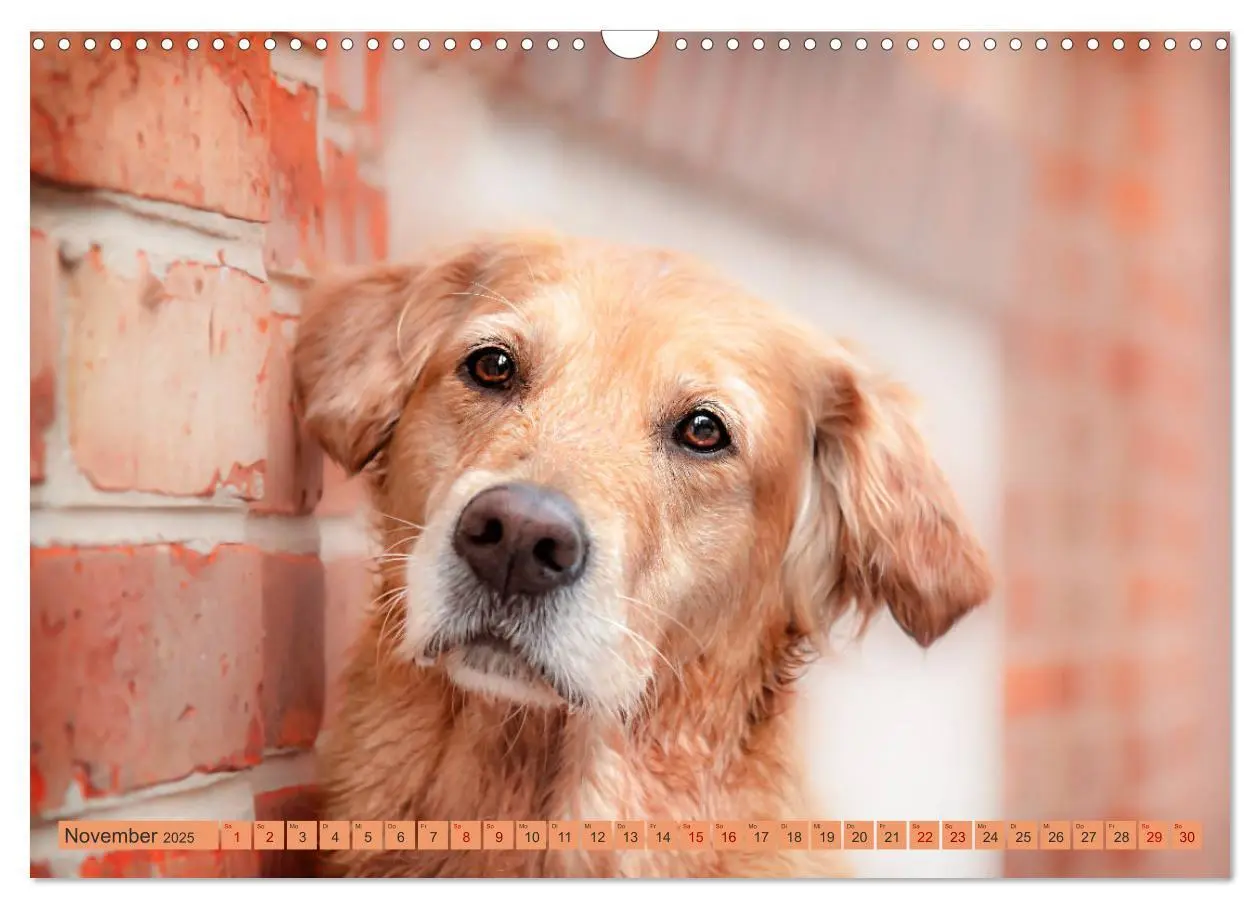 Bild: 9783435178087 | Golden Retriever Hailey Fotokalender (Wandkalender 2025 DIN A3...