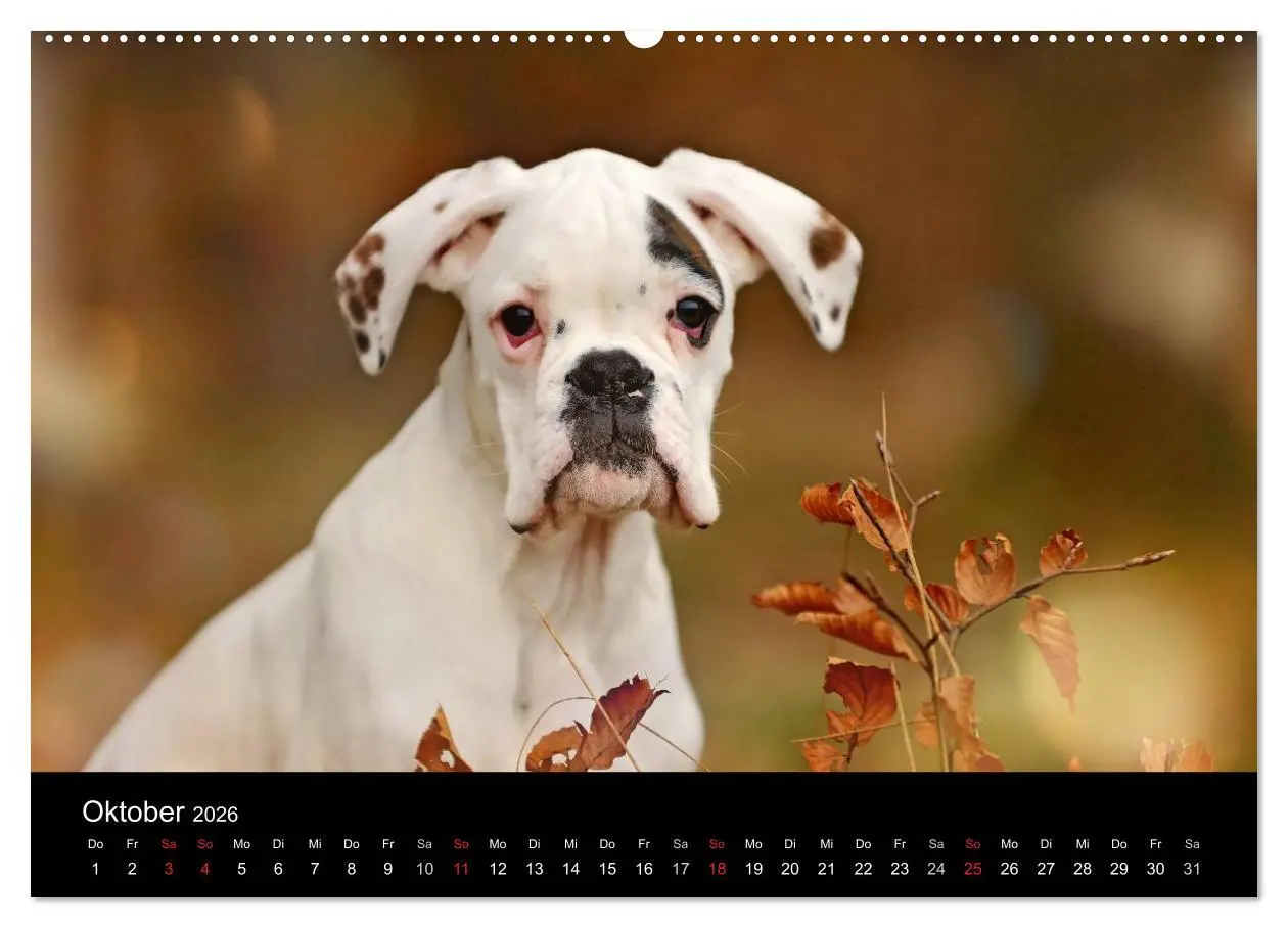 Bild: 9783516048087 | Boxer ? Was sonst ! (hochwertiger Premium Wandkalender 2026 DIN A2...
