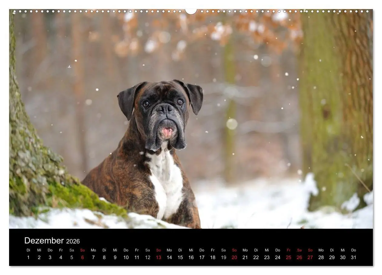 Bild: 9783516048087 | Boxer ? Was sonst ! (hochwertiger Premium Wandkalender 2026 DIN A2...