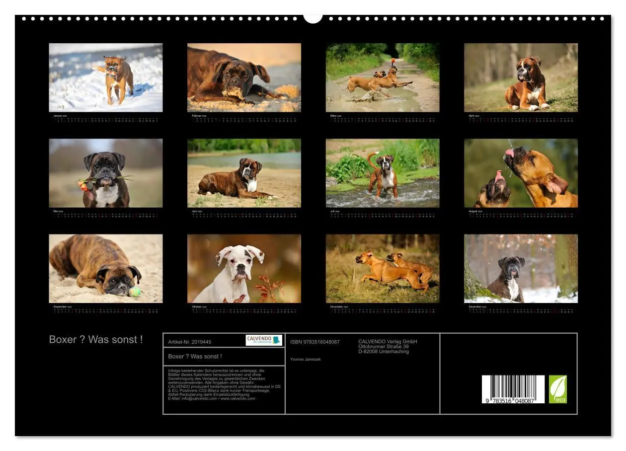 Bild: 9783516048087 | Boxer ? Was sonst ! (hochwertiger Premium Wandkalender 2026 DIN A2...