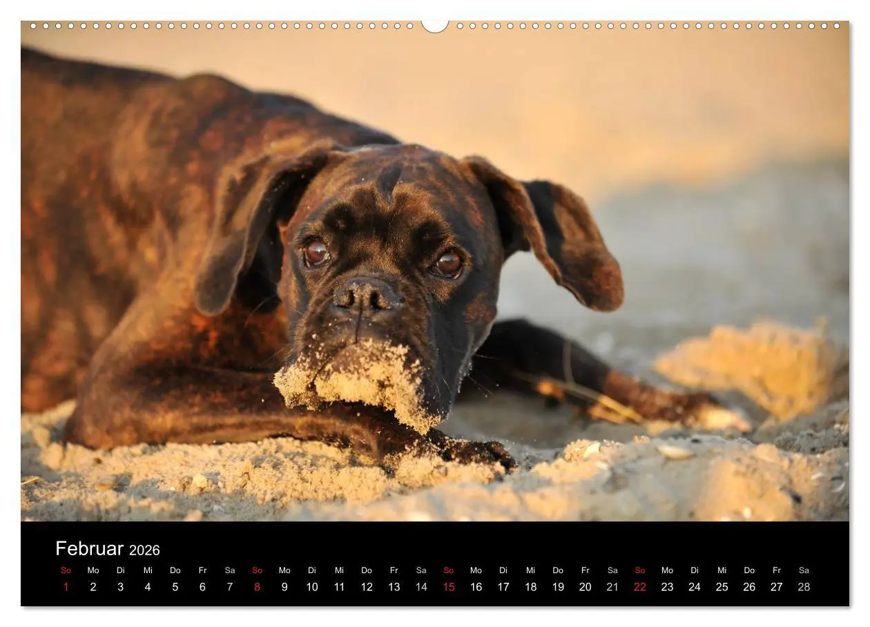 Bild: 9783516048087 | Boxer ? Was sonst ! (hochwertiger Premium Wandkalender 2026 DIN A2...