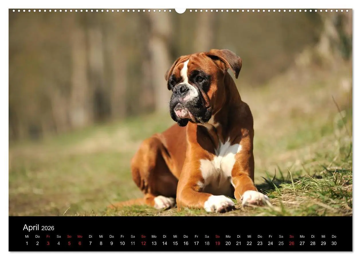 Bild: 9783516048087 | Boxer ? Was sonst ! (hochwertiger Premium Wandkalender 2026 DIN A2...
