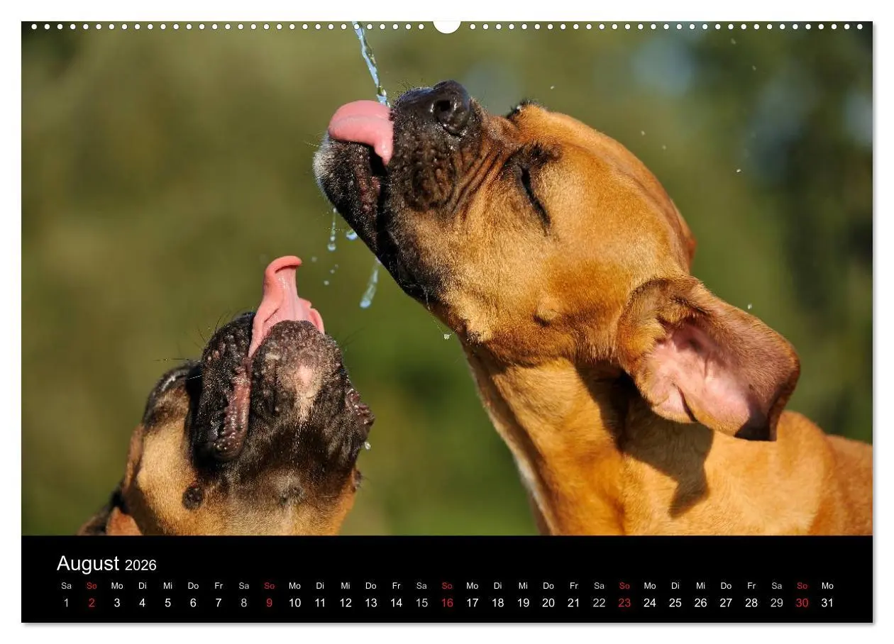 Bild: 9783516048087 | Boxer ? Was sonst ! (hochwertiger Premium Wandkalender 2026 DIN A2...