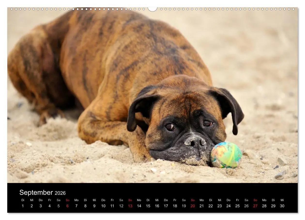 Bild: 9783516048087 | Boxer ? Was sonst ! (hochwertiger Premium Wandkalender 2026 DIN A2...
