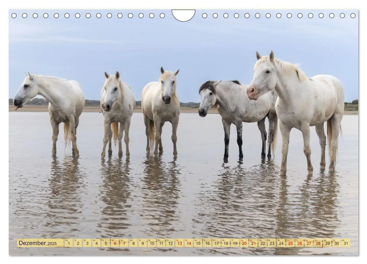 Bild: 9783383828287 | Die wilden Pferde der Camargue (Wandkalender 2025 DIN A4 quer),...