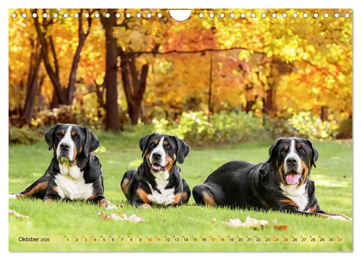 Bild: 9783516718287 | Schweizer Sennenhunde - Appenzeller - Berner - Entlebucher - Große...
