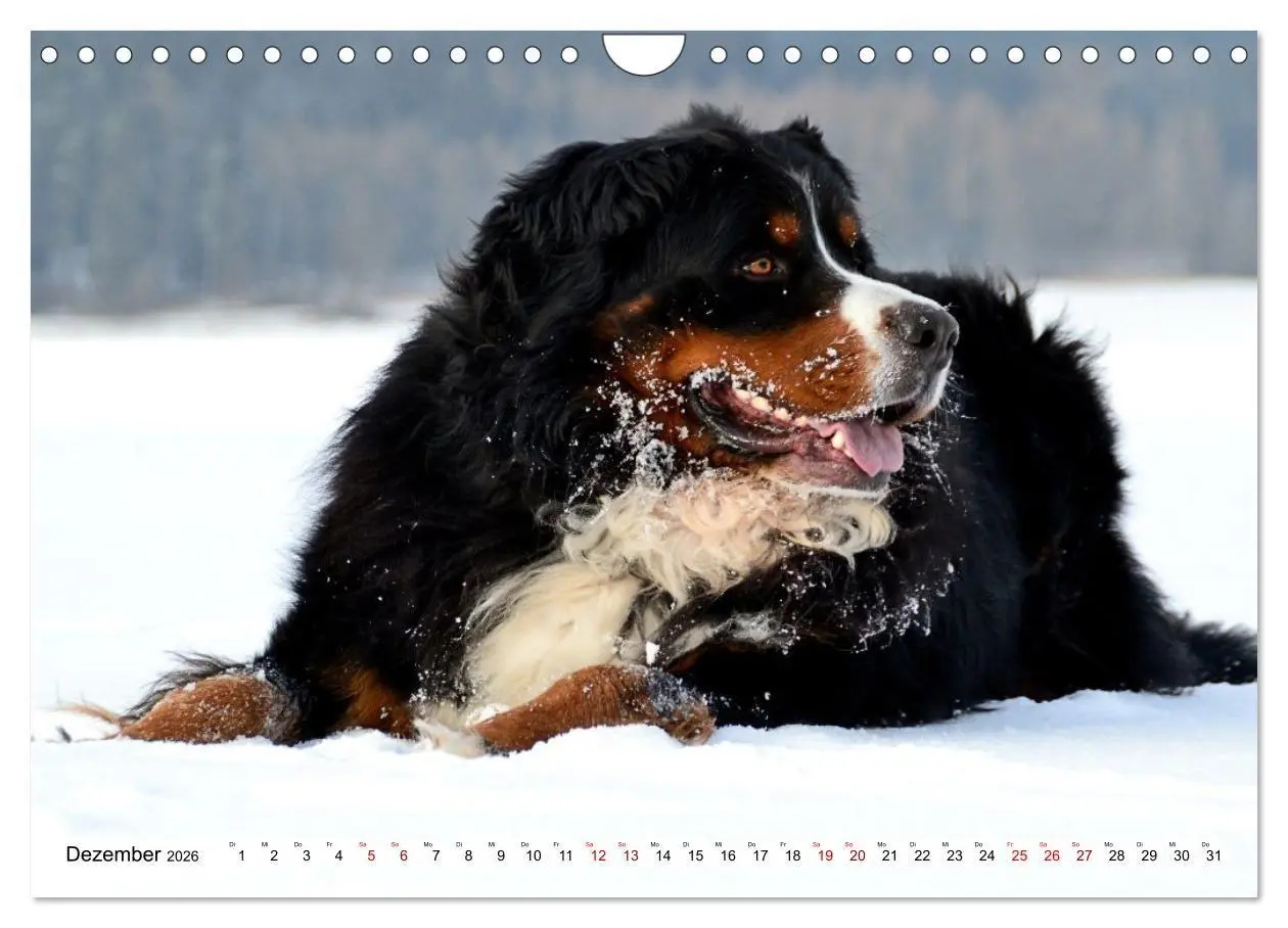 Bild: 9783516718287 | Schweizer Sennenhunde - Appenzeller - Berner - Entlebucher - Große...