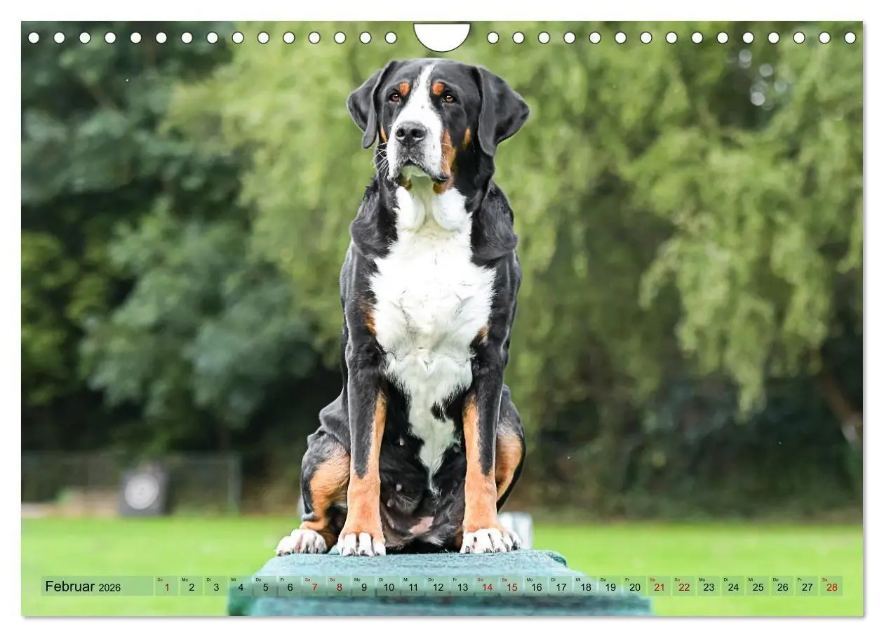 Bild: 9783516718287 | Schweizer Sennenhunde - Appenzeller - Berner - Entlebucher - Große...